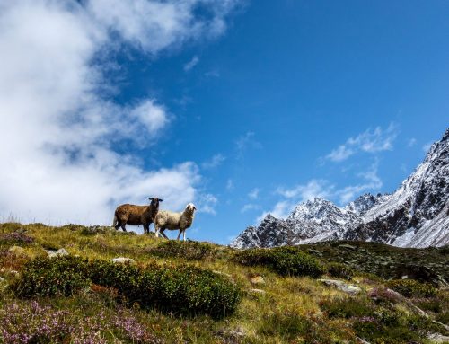 Sommer im Langtauferer Tal